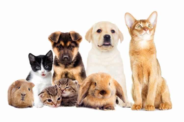 Selling Your Pets on New Jersey Craigslist